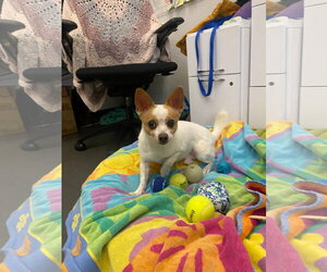 Rocky - Male Jack Chi Dog for Adoption - Photo #6