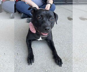 Pru (special needs) - Female Staffordshire Bull Terrier-Unknown Mix Dog for Adoption - Photo #3