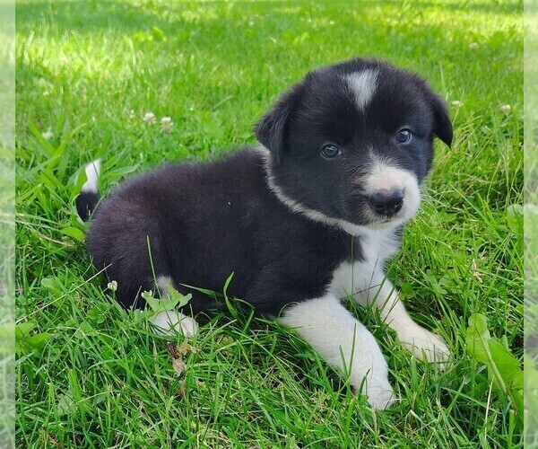Medium Photo #71 Border Collie Puppy For Sale in NORBORNE, MO, USA