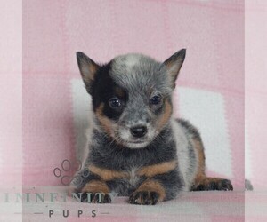 Australian Cattle Dog Puppy for sale in ATGLEN, PA, USA