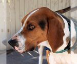 Small #5 Treeing Walker Coonhound