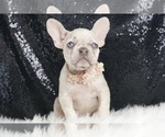 Puppy Lollipop AKC French Bulldog