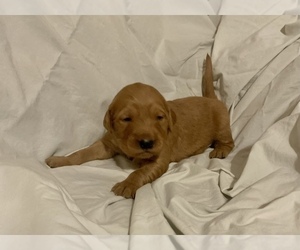 Golden Retriever Puppy for Sale in CUMBERLAND FURNACE, Tennessee USA