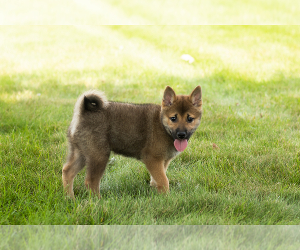 Medium Photo #31 Shiba Inu Puppy For Sale in MILLERSBURG, IN, USA