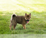 Small #30 Shiba Inu