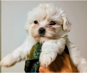 Shorkie Tzu Puppy for sale in LILBURN, GA, USA