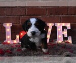 Small Photo #14 Bernedoodle Puppy For Sale in ELMWOOD, IL, USA
