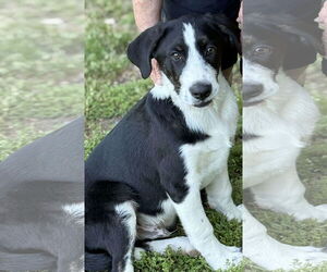 Mutt Dogs for adoption in Redfield, AR, USA