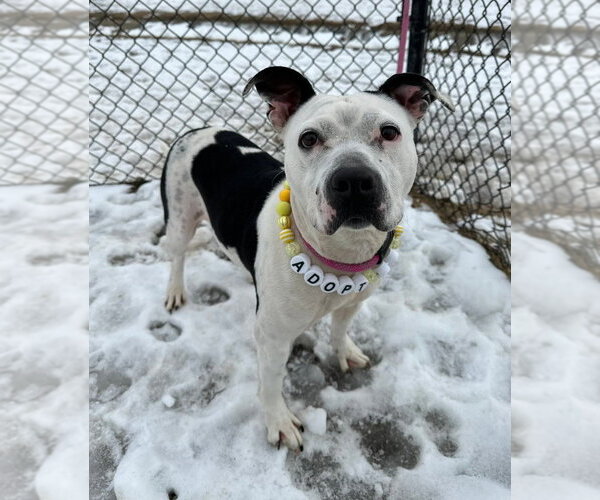 Medium Photo #1 Mutt Puppy For Sale in Evansville, IN, USA