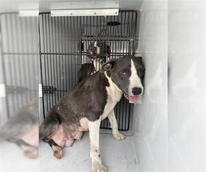 American Pit Bull Terrier Dogs for adoption in Houston, TX, USA