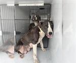 Small American Pit Bull Terrier