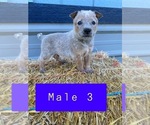 Small Photo #2 Australian Cattle Dog Puppy For Sale in TOPPENISH, WA, USA