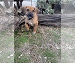 Small Photo #86 Rhodesian Ridgeback Puppy For Sale in MORONGO VALLEY, CA, USA