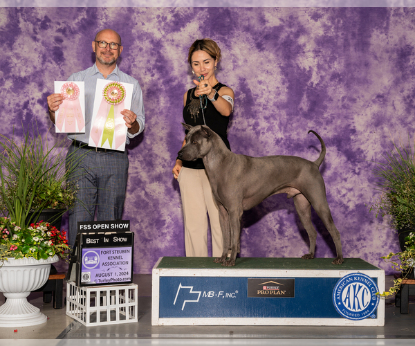 Medium Photo #1 Thai Ridgeback Puppy For Sale in AKRON, OH, USA