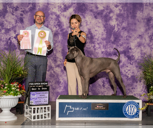 Father of the Thai Ridgeback puppies born on 05/27/2025