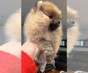 Pomeranian Puppy for sale in RESEDA, CA, USA