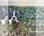 Small #2 Boston Terrier