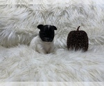 Small Photo #31 Shiranian Puppy For Sale in HAYWARD, CA, USA