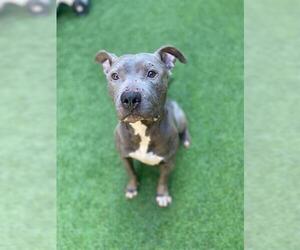 Mutt Dogs for adoption in San Francisco, CA, USA
