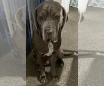 Small Photo #26 Neapolitan Mastiff Puppy For Sale in MIRAMAR, FL, USA
