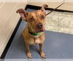 Small #1 Labrador Retriever Mix