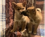 Small Photo #8 Shiba Inu Puppy For Sale in NEW YORK, NY, USA
