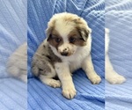 Small Photo #8 Australian Shepherd Puppy For Sale in FAIR HAVEN, MI, USA