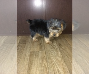 Yorkshire Terrier Puppy for sale in LAPEER, MI, USA
