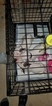 Small Photo #105 Bull Terrier Puppy For Sale in JACKSON, MI, USA