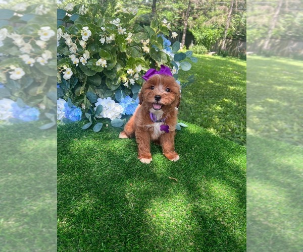 Medium Photo #1 Goldendoodle (Miniature) Puppy For Sale in INDIANAPOLIS, IN, USA