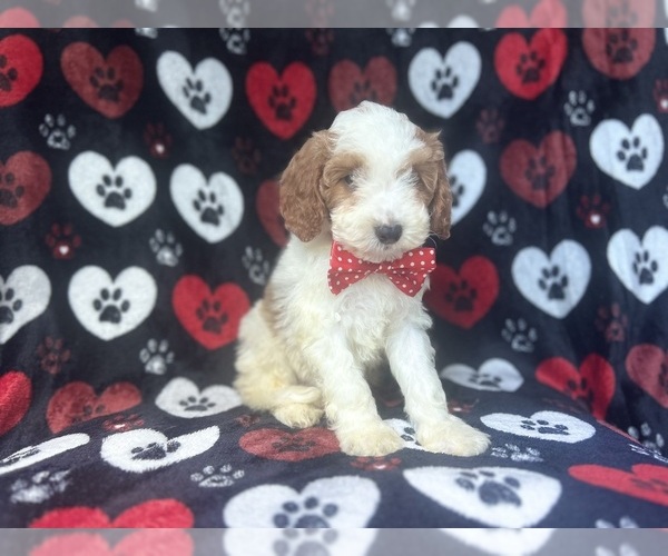 Medium Photo #3 Cavapoo Puppy For Sale in LAKELAND, FL, USA