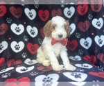 Small #2 Cavapoo