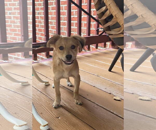 Medium Photo #1 Mutt Puppy For Sale in Thomasville, NC, USA