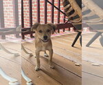 Small Mutt