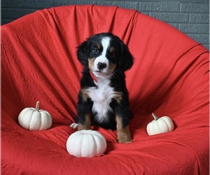 Bernese Mountain Dog Puppy for sale in SUGARCREEK, OH, USA