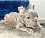 Small Photo #13 French Bulldog Puppy For Sale in CORPUS CHRISTI, TX, USA