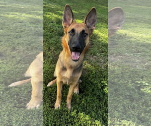 German Shepherd Dog Dogs for adoption in Kankakee, IL, USA
