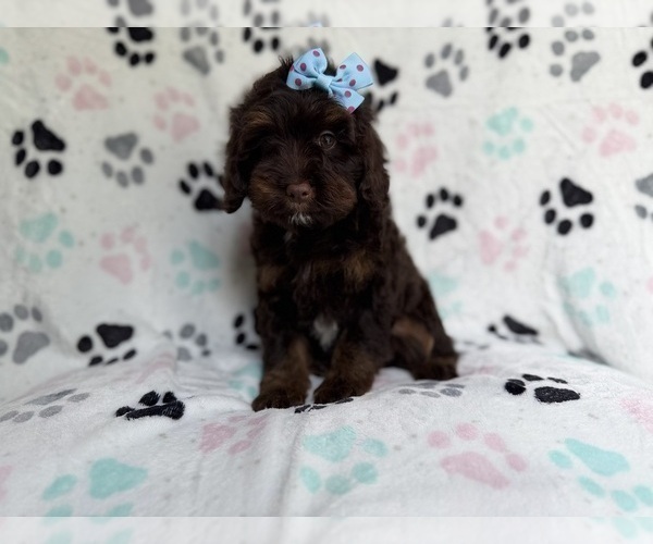 Medium Photo #1 Cock-A-Poo Puppy For Sale in LAKELAND, FL, USA