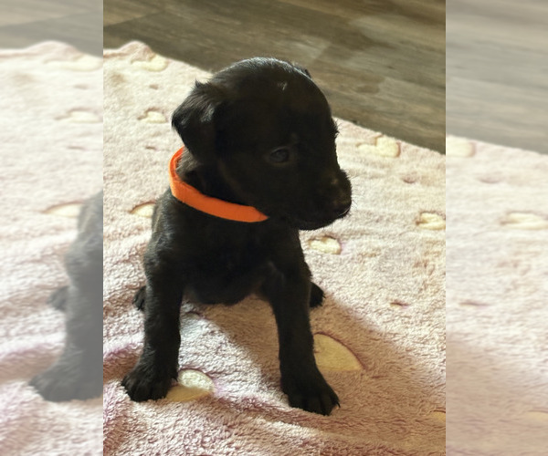 Medium Photo #3 Dutch Shepherd -Golden Retriever Mix Puppy For Sale in LAS VEGAS, NV, USA