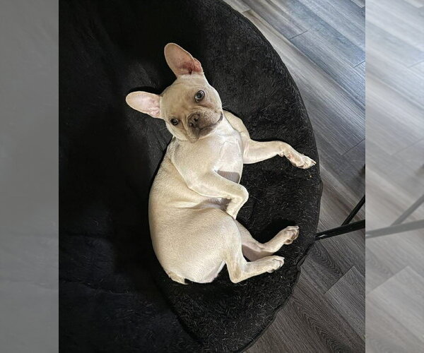 Medium Photo #3 Faux Frenchbo Bulldog Puppy For Sale in Glen Haven, WI, USA