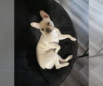 Small #2 Faux Frenchbo Bulldog