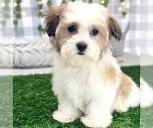 Havanese Puppy for sale in MARIETTA, GA, USA