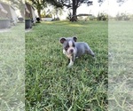 Small #8 Faux Frenchbo Bulldog