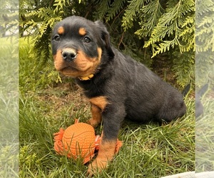 Rottweiler Puppy for sale in MIDDLEBURY, IN, USA
