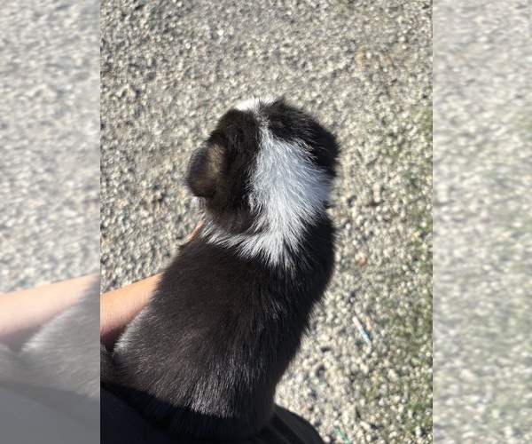 Medium Photo #2 Pembroke Welsh Corgi Puppy For Sale in OAKLEY, CA, USA