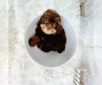 Small Photo #2 Poodle (Toy) Puppy For Sale in ASTORIA, NY, USA