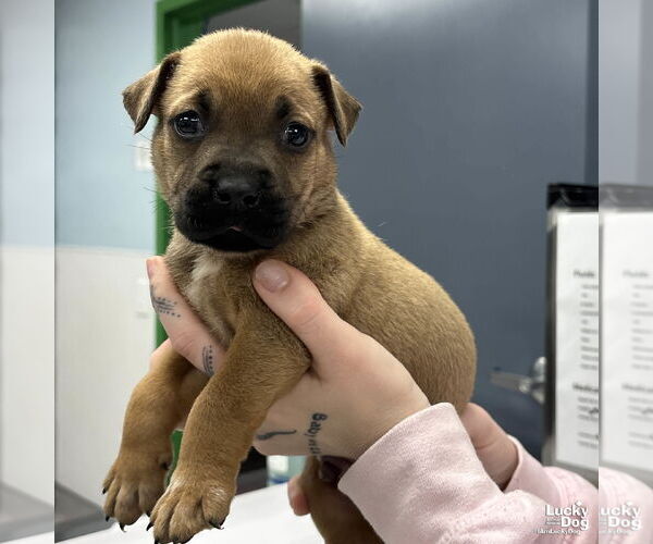 Medium Photo #1 Labrador Retriever-Unknown Mix Puppy For Sale in Washington, DC, USA