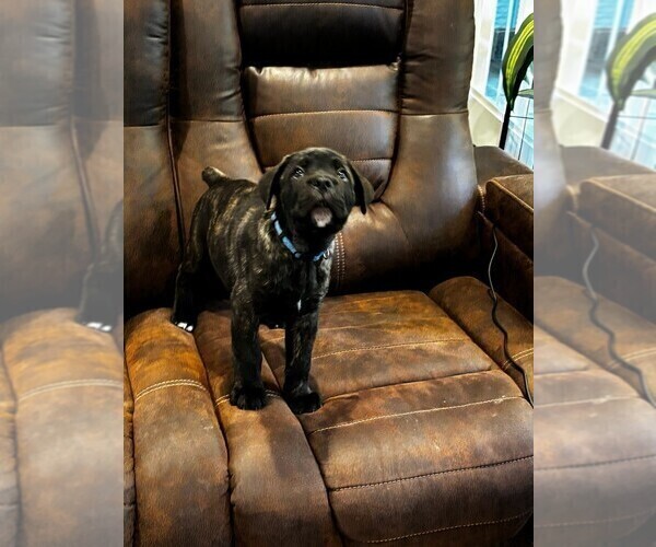 Medium Photo #5 Cane Corso Puppy For Sale in REEVESVILLE, SC, USA