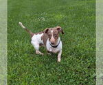 Small #2 Dachshund