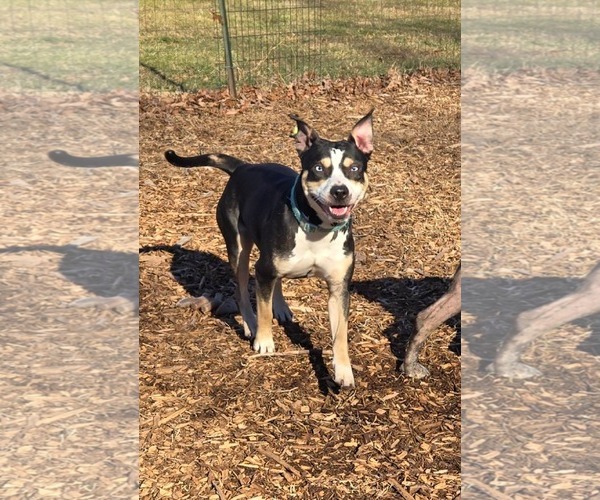 Medium Photo #7 Australian Shepherd-Unknown Mix Puppy For Sale in Rustburg, VA, USA